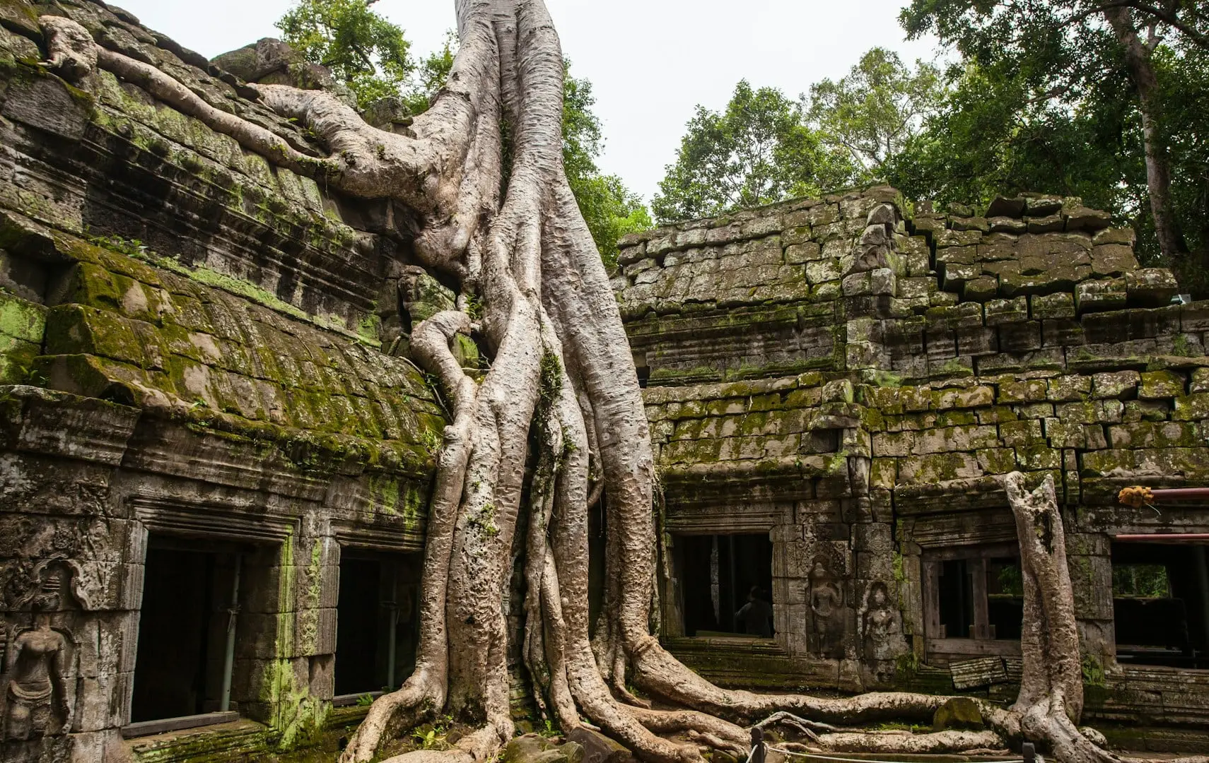 Raíces de un árbol gigante sobre las ruinas cubiertas de musgo de un templo de Angkor (Camboya)