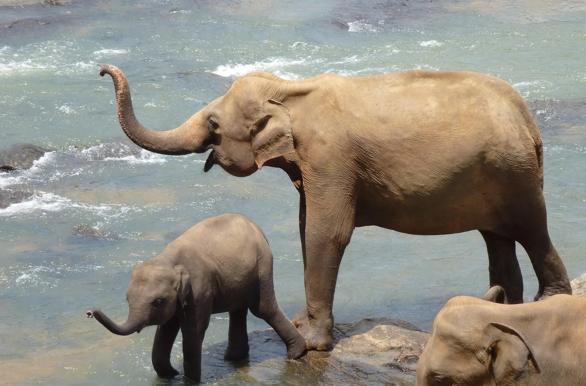 Elefante adulto y su cría bañándose en un río de aguas rápidas en Sri Lanka