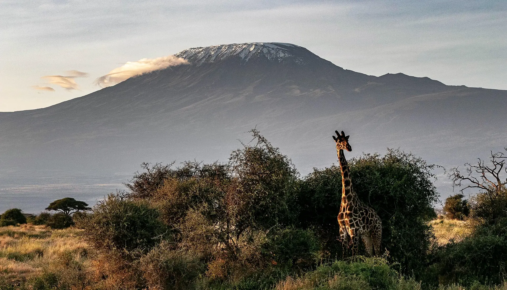 Jirafa junto a acacias con el monte Kilimanjaro nevado al fondo, en Amboseli, Kenia, al atardecer.