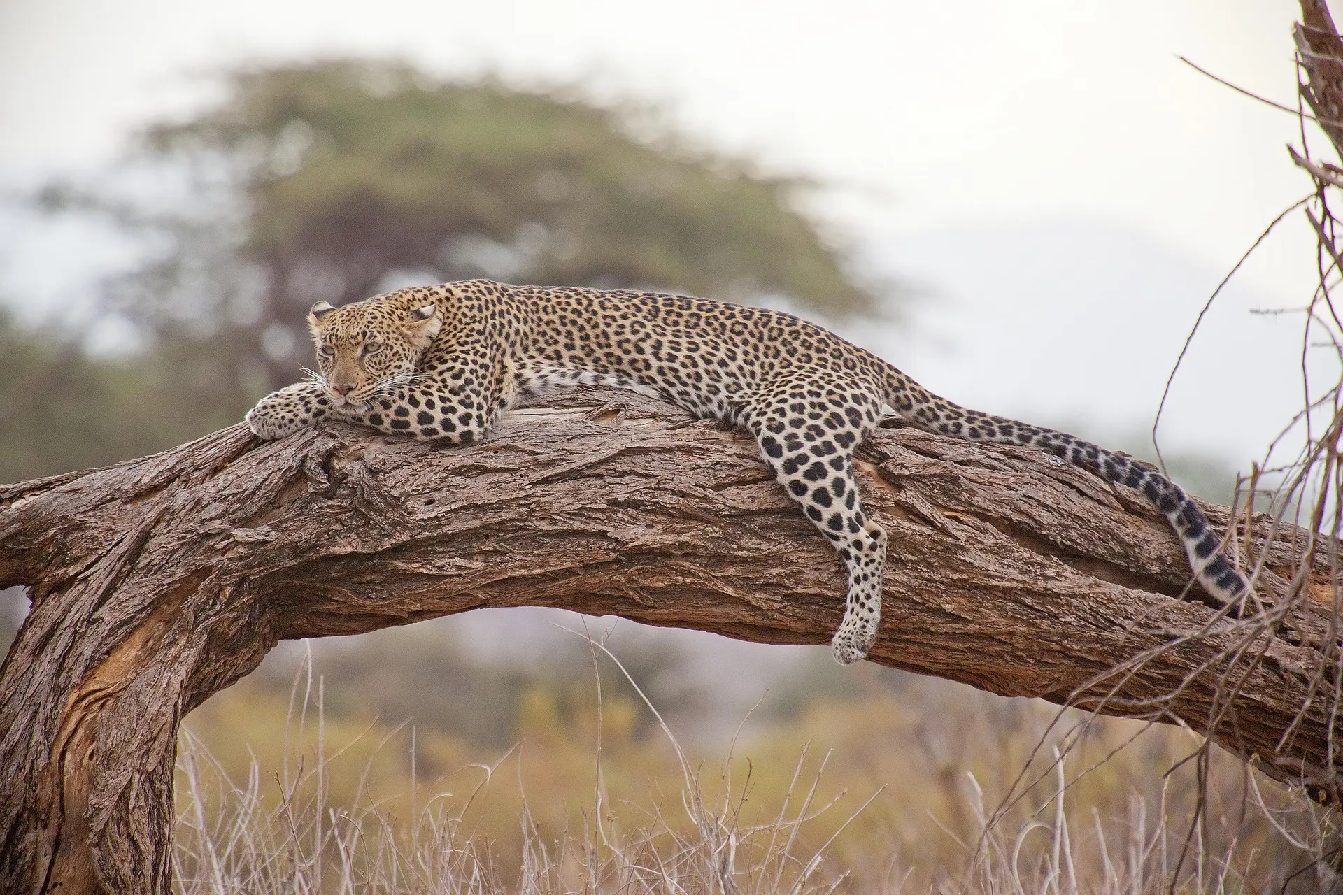 Leopardo tumbado sobre una rama de acacia en la sabana