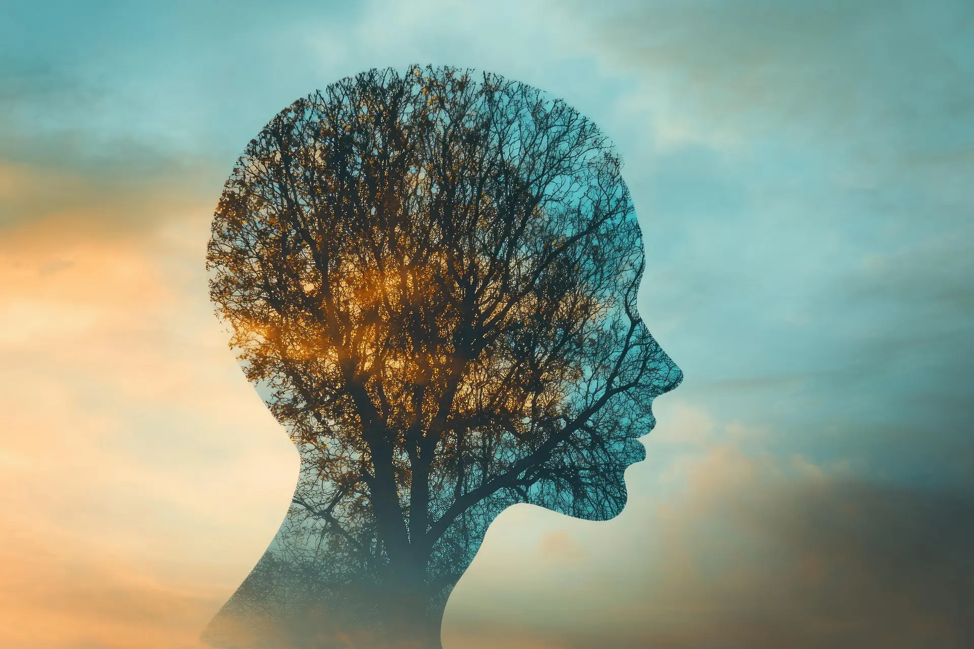 Silueta de una cabeza humana con un árbol dibujado en su interior, sobre un cielo de atardecer