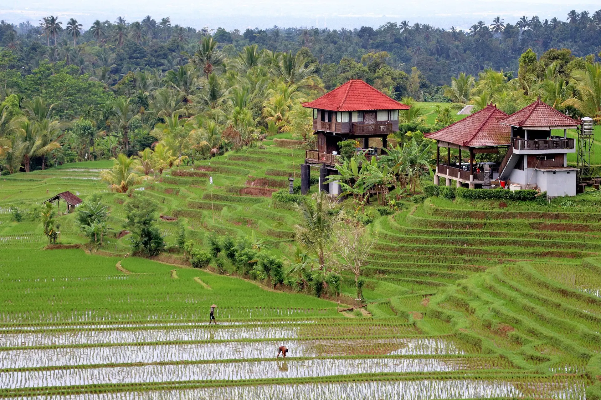 Arrozales verdes en terrazas en Bali, rodeados de palmeras tropicales y casas tradicionales con tejados rojizos, con agricultores trabajando en los campos.