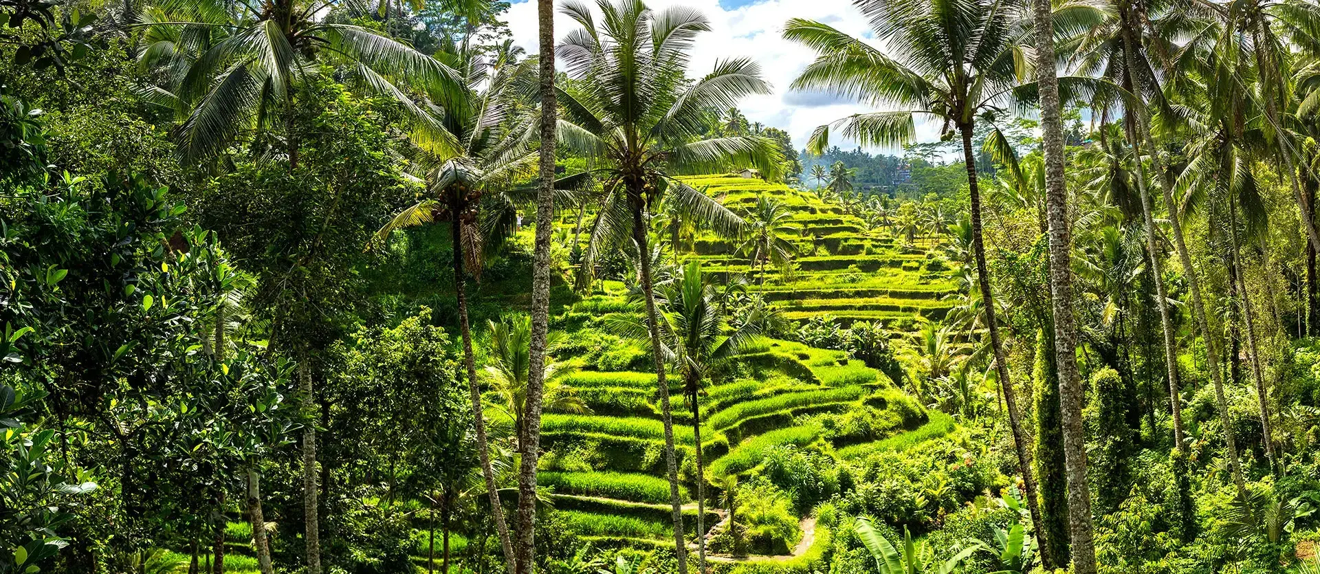 Terrazas de arroz rodeadas de palmeras y vegetación tropical en Indonesia