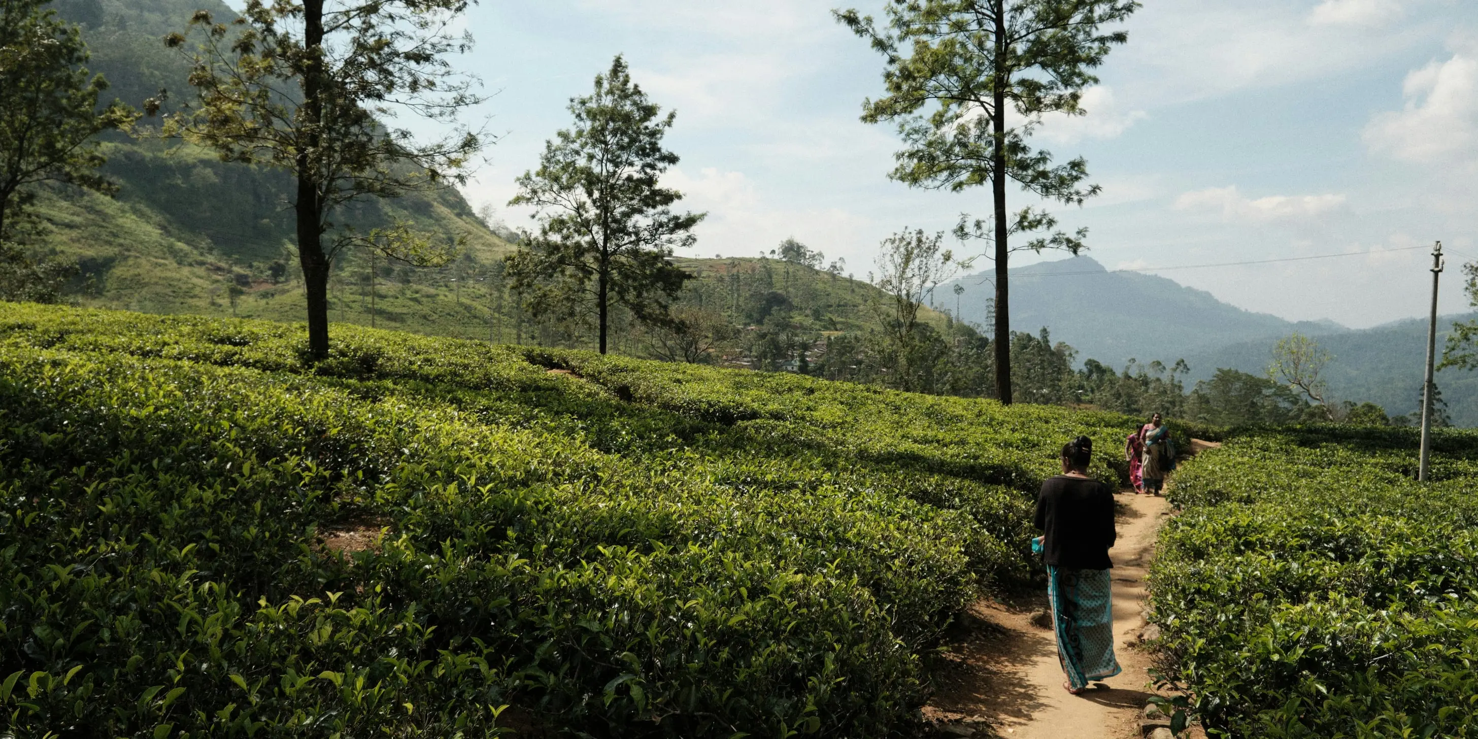 Mujer caminando de espaldas por un sendero entre las plantaciones de té de Nuwara Eliya, con árboles altos y montañas al fondo
