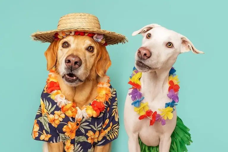 Kubiak y Abadi, los dos perros de la familia, con collares de flores hawaianos y un sombrero de paja