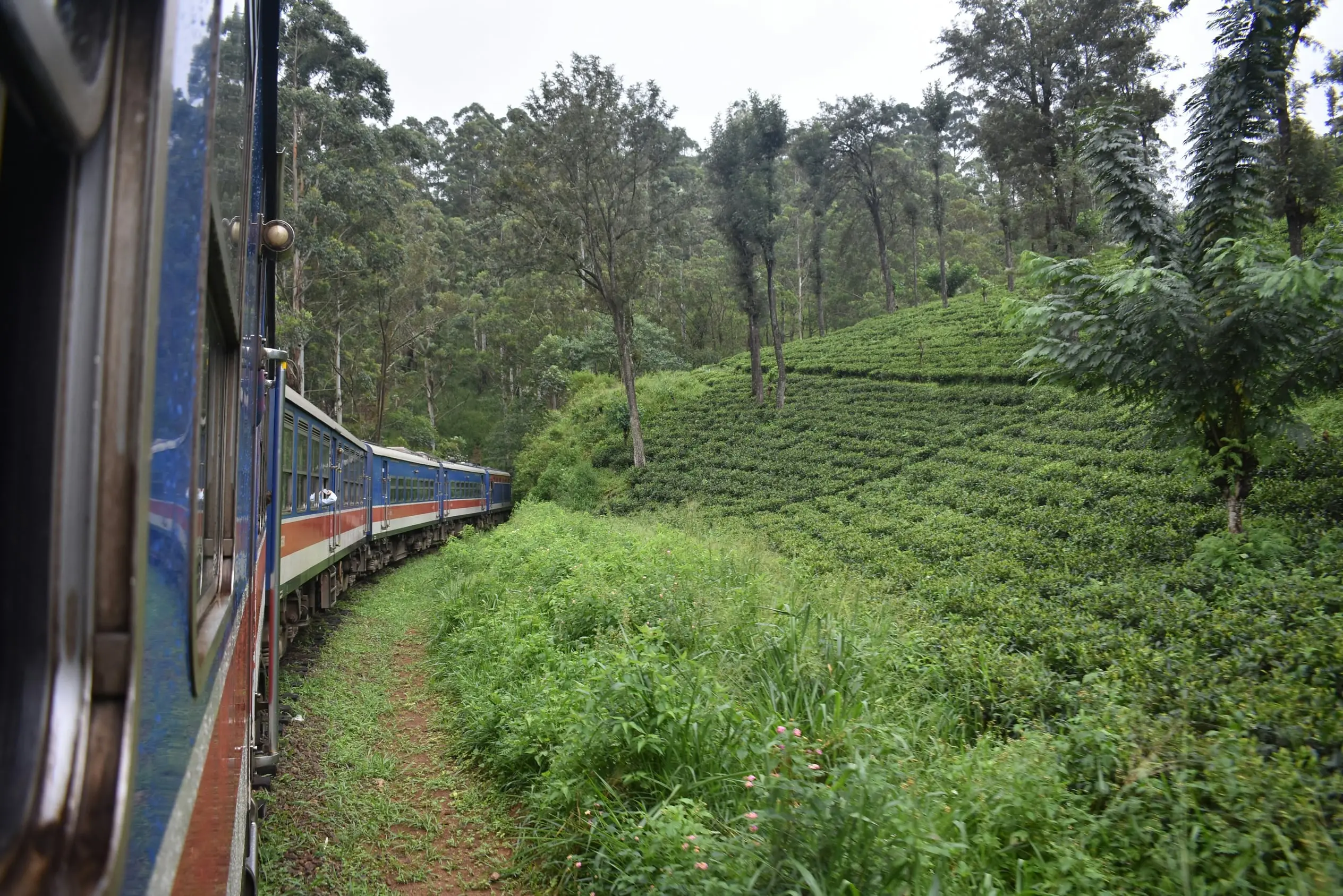 Tren azul y rojo avanzando en curva junto a una plantación de té en las Tierras Altas de Sri Lanka, visto desde uno de sus vagones