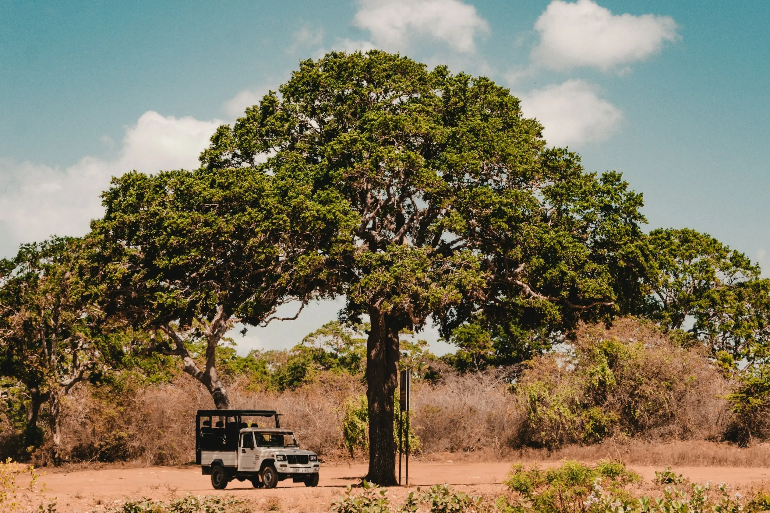 Jeep de safari detenido junto a un gran árbol en una pista de tierra del Parque Nacional de Yala, entre matorral seco