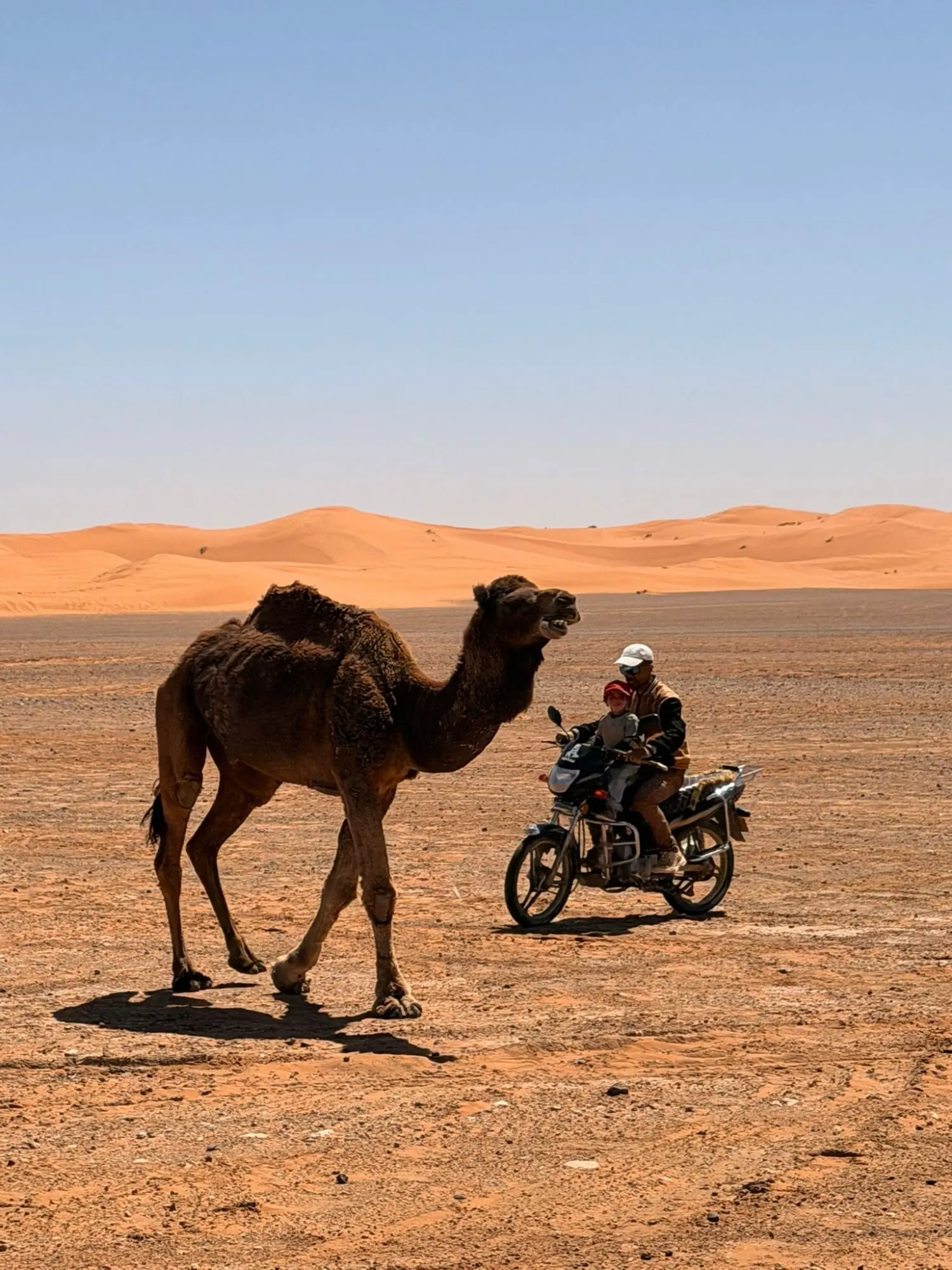 Un dromedario y un viajero en moto en mitad del desierto, con las dunas al fondo